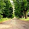 country road with trees
